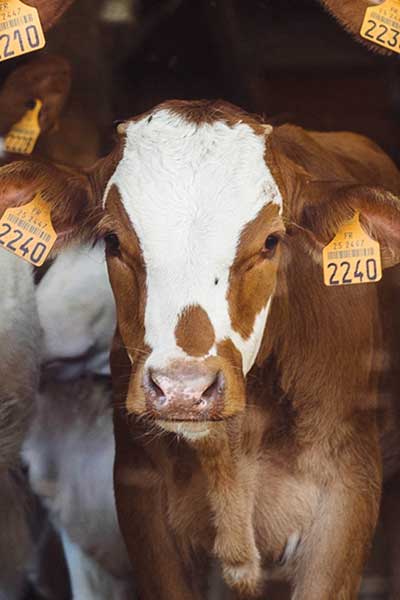 Свежая молочная продукция