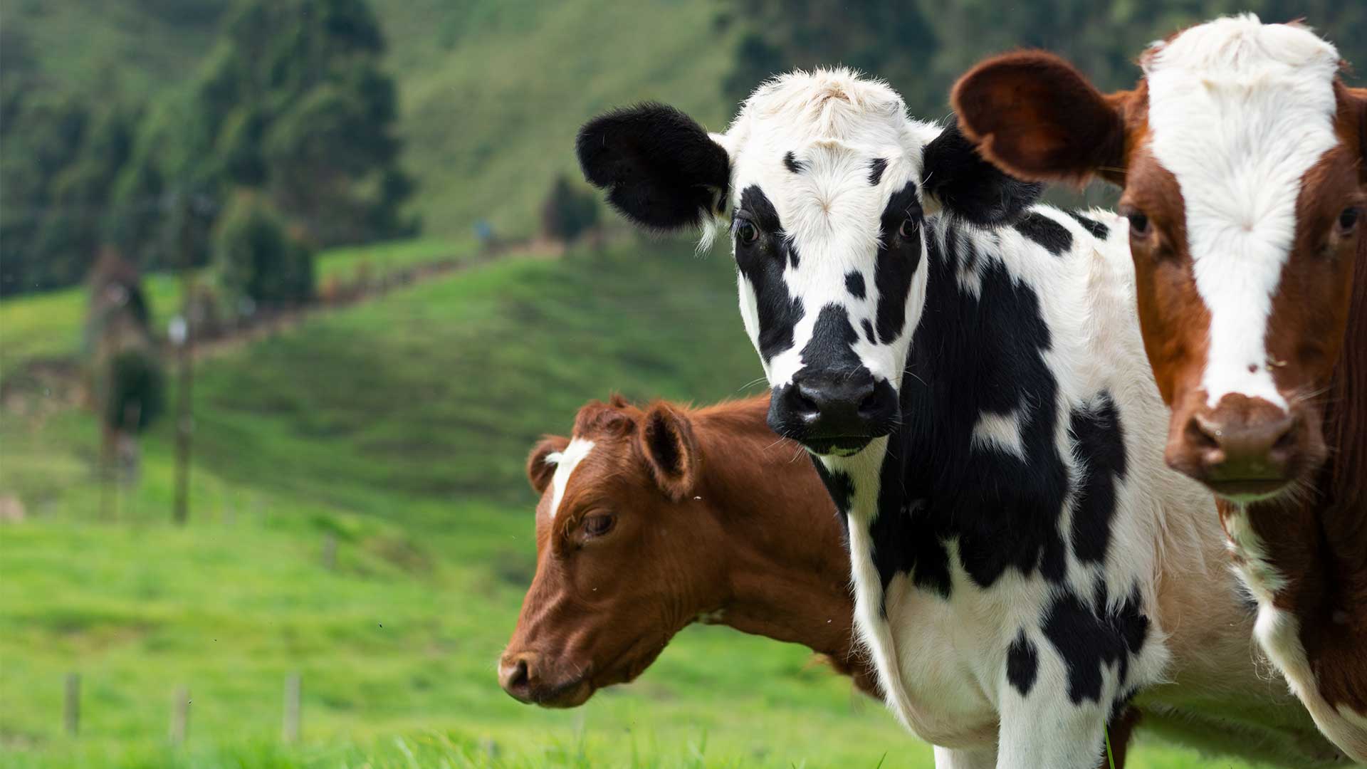 Ферма молочных продуктов